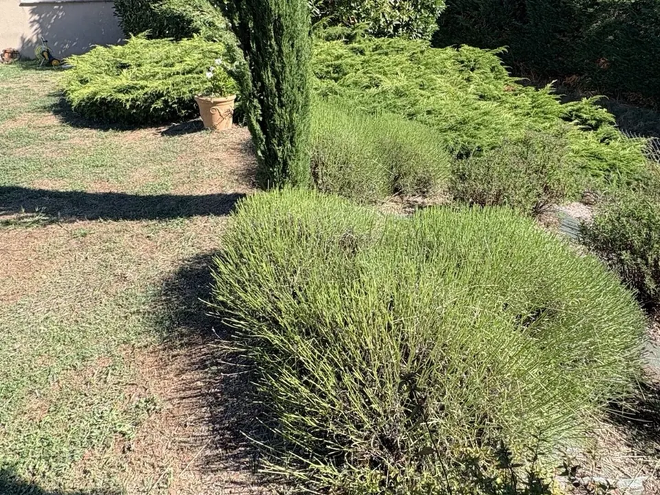 Lavandes taillées et massif entretenu par VIDAL Jardins